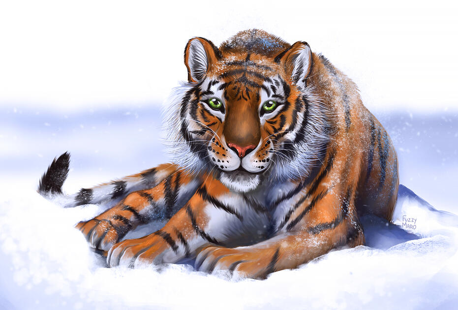Snowy tiger